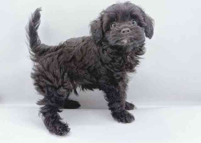 島根県のチワプー/プーチー(チワワ×プードル) (ひごペットフレンドリーイオン松江ショッピングセンター店/2026年7月8日生まれ/男の子/ブラック)の子犬の2枚目の画像