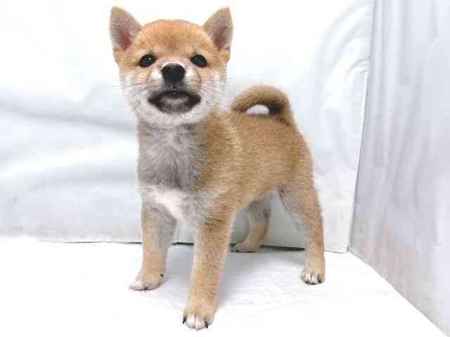 大阪府の柴犬(標準サイズ) (ひごペットフレンドリー堺プラットプラット店/2026年7月10日生まれ/男の子/赤)の子犬の2枚目の画像