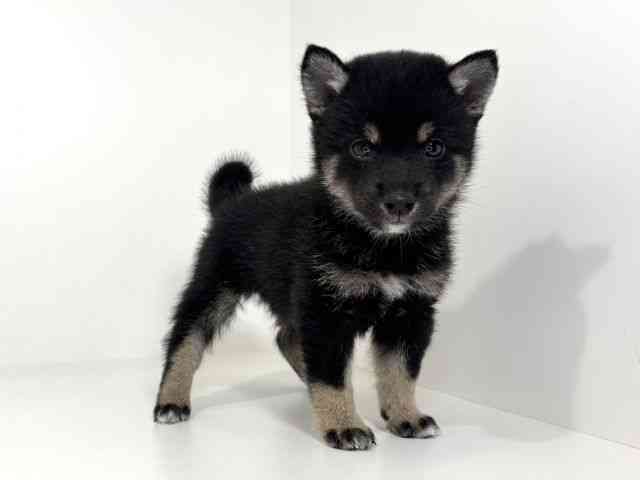 兵庫県の柴犬(標準サイズ) (ひごペットフレンドリーイトーヨーカドー明石店/2026年7月12日生まれ/男の子/黒)の子犬の2枚目の画像