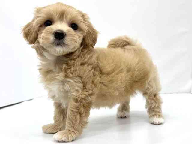 大阪府のハーフ犬・ミックス犬 (ひごペットフレンドリーイオンタウン茨木太田店/2026年7月10日生まれ/女の子/クリーム)の子犬の2枚目の画像