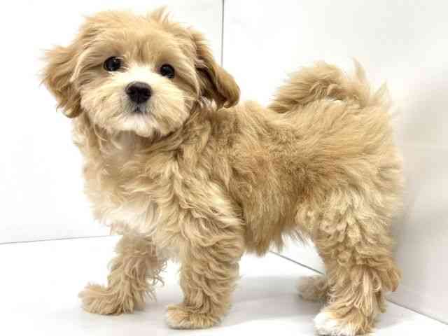 大阪府のハーフ犬・ミックス犬 (ひごペットフレンドリーイオンタウン茨木太田店/2026年7月10日生まれ/女の子/クリーム)の子犬の2枚目の画像