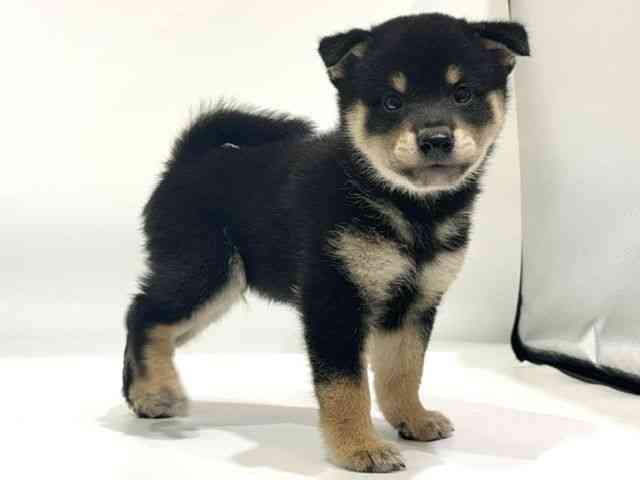 愛知県の柴犬(標準サイズ) (ひごペットフレンドリーヴィアモール アピタ江南西店/2026年7月7日生まれ/男の子/黒)の子犬の2枚目の画像