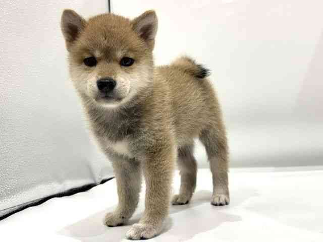 愛知県の柴犬(標準サイズ) (ひごペットフレンドリーヴィアモール アピタ江南西店/2026年7月13日生まれ/男の子/赤)の子犬の2枚目の画像