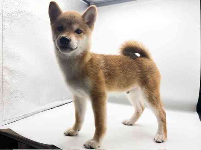 愛知県の柴犬(標準サイズ) (ひごペットフレンドリーヴィアモール アピタ江南西店/2026年7月13日生まれ/男の子/赤)の子犬の2枚目の画像
