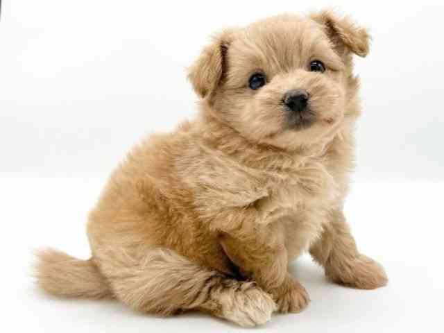 京都府のハーフ犬・ミックス犬 (ひごペットフレンドリーイオンモール高の原店/2026年7月16日生まれ/男の子/クリーム)の子犬の2枚目の画像