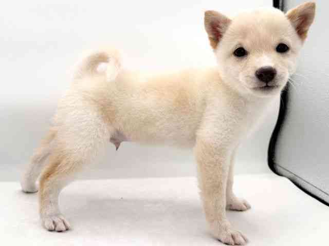 大阪府の柴犬(標準サイズ) (ひごペットフレンドリーイオンそよら海老江店/2026年7月20日生まれ/男の子/白)の子犬の2枚目の画像
