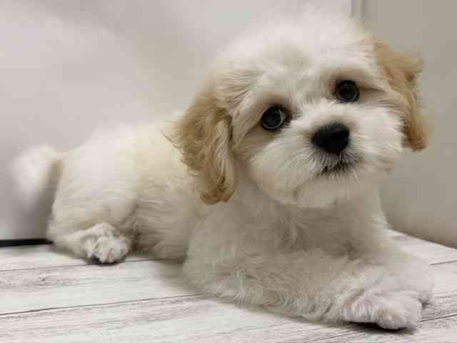 和歌山県のハーフ犬・ミックス犬 (ひごペットフレンドリーパームシティ和歌山店/2026年7月18日生まれ/女の子/クリームホワイト)の子犬の2枚目の画像
