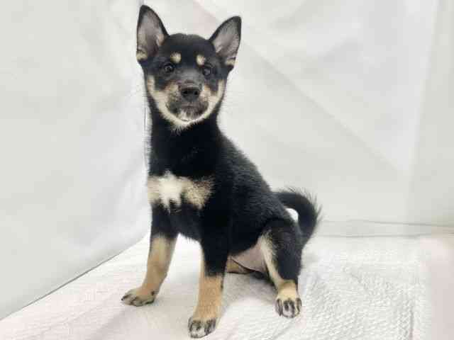 高知県の柴犬(標準サイズ) (ひごペットフレンドリーイオンモール高知店/2026年7月21日生まれ/女の子/黒)の子犬の2枚目の画像