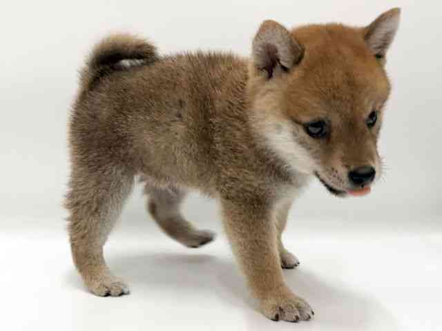 愛知県の柴犬(標準サイズ) (ひごペットフレンドリープライムツリー赤池店/2026年7月21日生まれ/男の子/赤)の子犬の2枚目の画像
