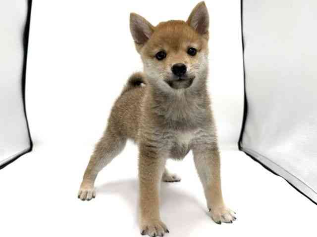愛知県の柴犬(標準サイズ) (ひごペットフレンドリープライムツリー赤池店/2026年7月21日生まれ/男の子/赤)の子犬の2枚目の画像