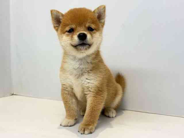 大阪府の柴犬(標準サイズ) (ひごペットフレンドリーセブンパーク天美店/2026年7月25日生まれ/女の子/赤)の子犬の2枚目の画像