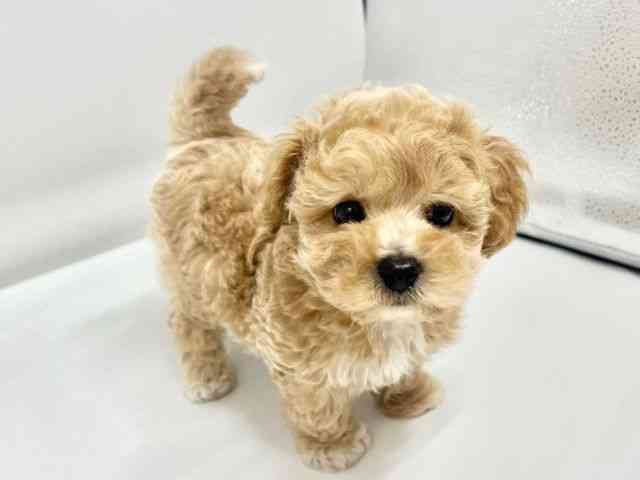 大阪府のハーフ犬・ミックス犬 (ひごペットフレンドリーイオンタウン豊中庄内店/2026年7月25日生まれ/男の子/クリーム)の子犬の2枚目の画像