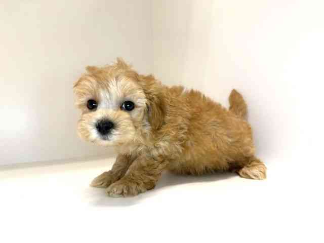 兵庫県のハーフ犬・ミックス犬 (ひごペットフレンドリーイトーヨーカドー明石店/2026年7月25日生まれ/男の子/クリーム)の子犬の2枚目の画像