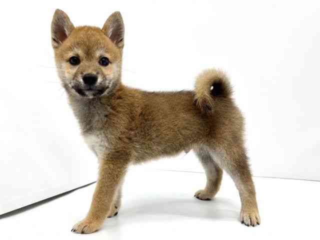 大阪府の柴犬(標準サイズ) (ひごペットフレンドリーイオンタウン茨木太田店/2026年7月24日生まれ/男の子/赤)の子犬の2枚目の画像