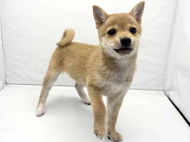 大阪府の柴犬(標準サイズ) (ひごペットフレンドリーイトーヨーカドー津久野店/2026年7月27日生まれ/女の子/赤)の子犬の2枚目の画像