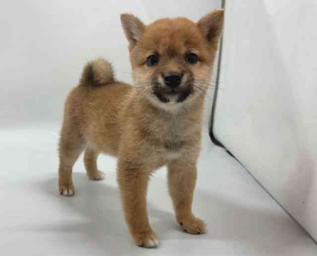 京都府の柴犬(標準サイズ) (ひごペットフレンドリー京都店/2026年7月25日生まれ/男の子/赤)の子犬の2枚目の画像