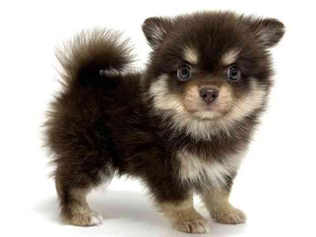 大阪府のポメチワ/チワポメ/ポメチー(ポメラニアン×チワワ) (ひごペットフレンドリーくずはモール店/2026年8月1日生まれ/女の子/チョコレートタン)の子犬の2枚目の画像