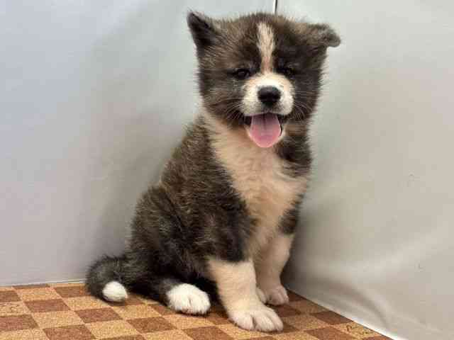 愛媛県の秋田犬 (ひごペットフレンドリーエミフルMASAKI店/2026年8月1日生まれ/男の子/虎)の子犬の2枚目の画像