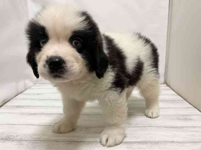 和歌山県のハーフ犬・ミックス犬 (ひごペットフレンドリーパームシティ和歌山店/2026年8月7日生まれ/男の子/ブラックホワイト)の子犬の2枚目の画像