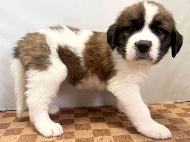 愛媛県のハーフ犬・ミックス犬 (ひごペットフレンドリーエミフルMASAKI店/2026年8月8日生まれ/女の子/ブラウンホワイト)の子犬の2枚目の画像