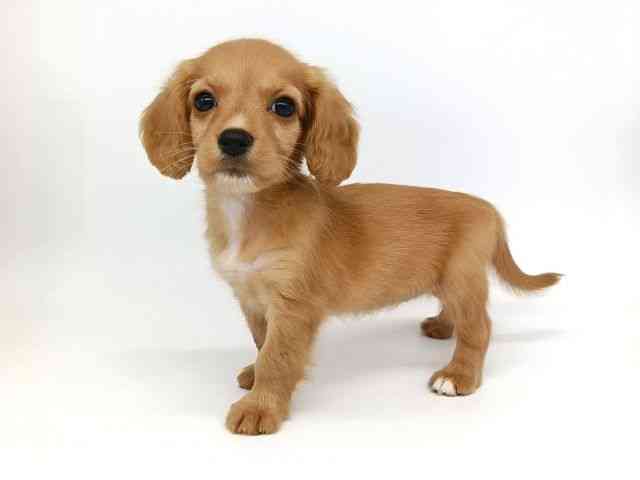 大阪府のハーフ犬・ミックス犬 (ひごペットフレンドリー泉ヶ丘店/2026年8月9日生まれ/女の子/ゴールド)の子犬の2枚目の画像