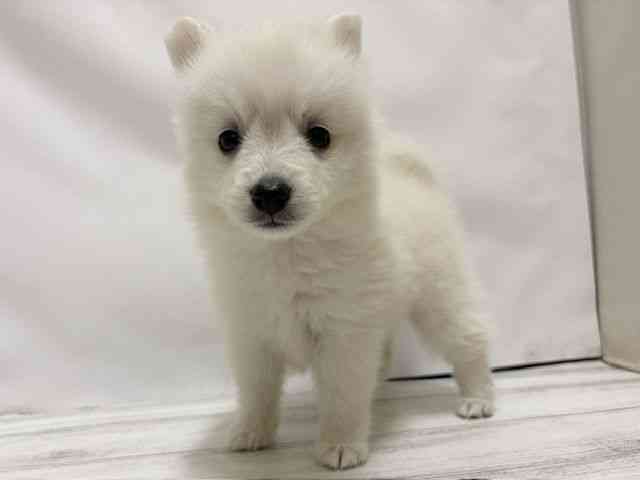 和歌山県のハーフ犬・ミックス犬 (ひごペットフレンドリーパームシティ和歌山店/2026年8月8日生まれ/女の子/ホワイト)の子犬の2枚目の画像
