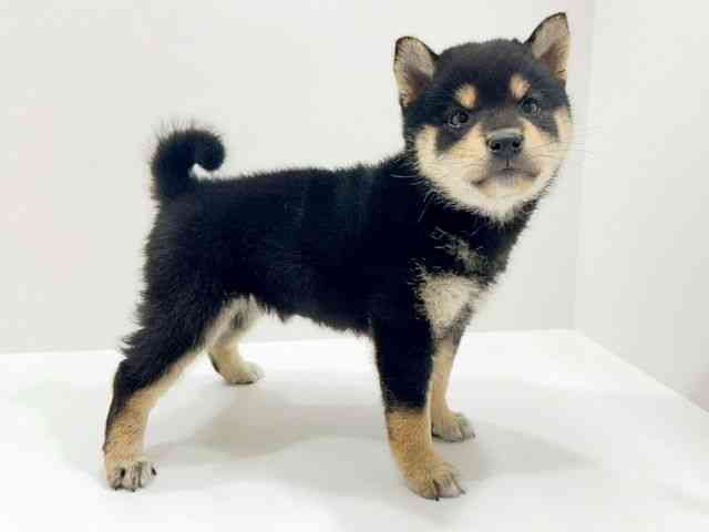 広島県の柴犬(標準サイズ) (ひごペットフレンドリーフジグラン神辺店/2026年8月14日生まれ/女の子/黒)の子犬の2枚目の画像