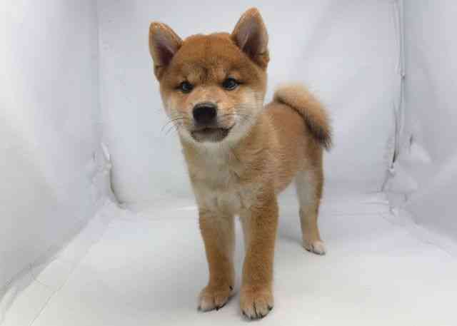 鳥取県の柴犬(標準サイズ) (ひごペットフレンドリーイオンモール鳥取北店/2026年8月17日生まれ/男の子/赤)の子犬の2枚目の画像