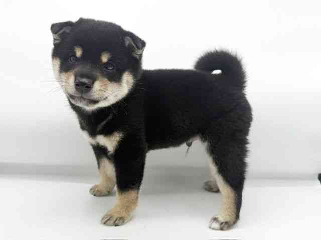 大阪府の柴犬(標準サイズ) (ひごペットフレンドリーららぽーとEXPOCITY店/2026年8月21日生まれ/男の子/黒)の子犬の2枚目の画像