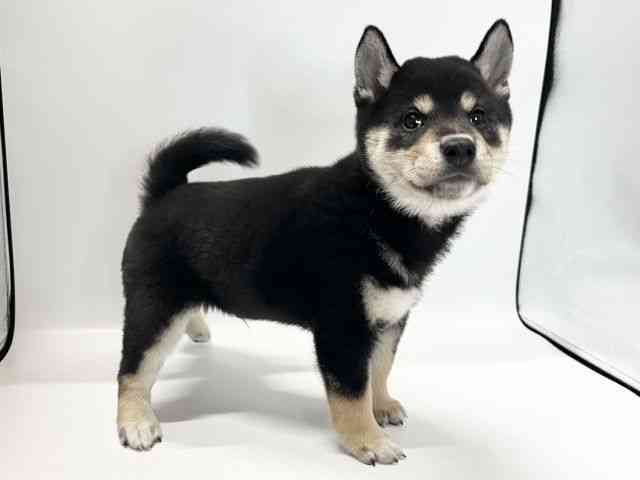 愛媛県の柴犬(標準サイズ) (ひごペットフレンドリーイオンモール今治新都市店/2026年8月23日生まれ/男の子/黒)の子犬の2枚目の画像