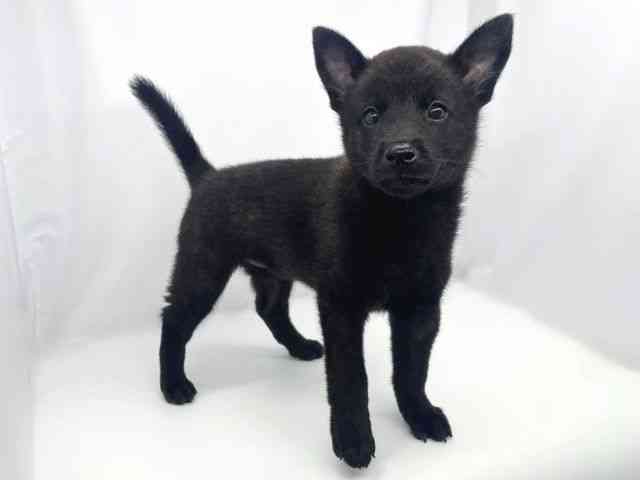 兵庫県の甲斐犬 (ひごペットフレンドリーイオンタウン加古川店/2026年8月23日生まれ/女の子/黒虎)の子犬の2枚目の画像