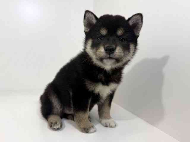 兵庫県の柴犬(標準サイズ) (ひごペットフレンドリーイトーヨーカドー明石店/2026年8月27日生まれ/男の子/黒)の子犬の2枚目の画像