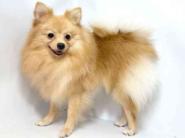 大阪府のポメラニアン (ひごペットフレンドリーイオンそよら海老江店/2025年2月9日生まれ/女の子/クリーム)の子犬の3枚目の画像