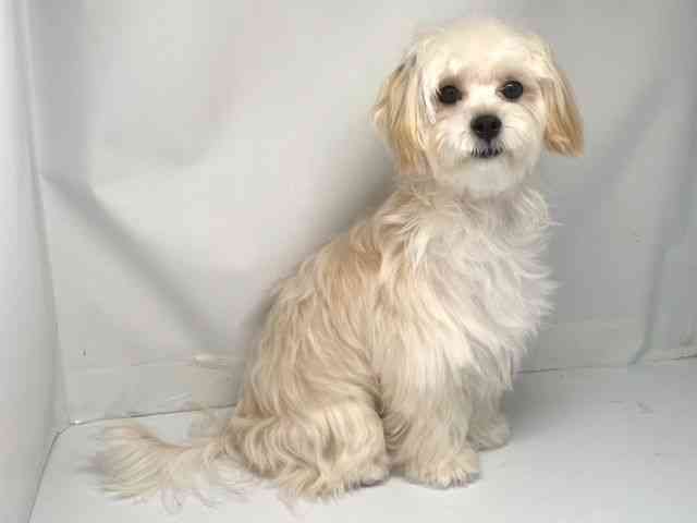 京都府のマルプー(マルチーズ×プードル) (ひごペットフレンドリー洛北阪急スクエア店/2025年3月2日生まれ/女の子/クリーム)の子犬の3枚目の画像