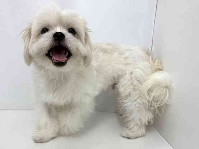 和歌山県のペキマル/マルペキ(ペキニーズ×マルチーズ) (ひごペットフレンドリーパームシティ和歌山店/2025年3月30日生まれ/男の子/ホワイト)の子犬の3枚目の画像