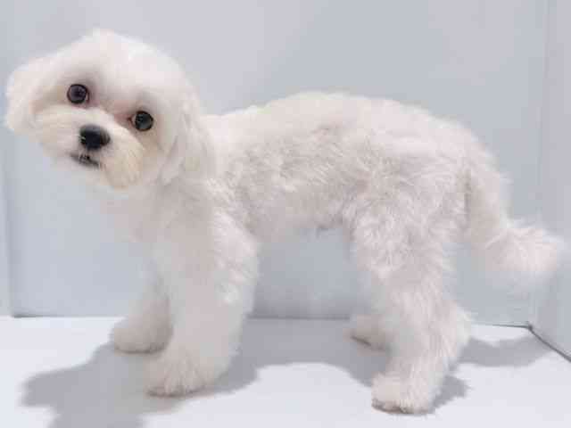 大阪府のマルチーズ (ひごペットフレンドリーイズミヤショッピングセンター千里丘店/2025年4月2日生まれ/男の子/ホワイト)の子犬の3枚目の画像