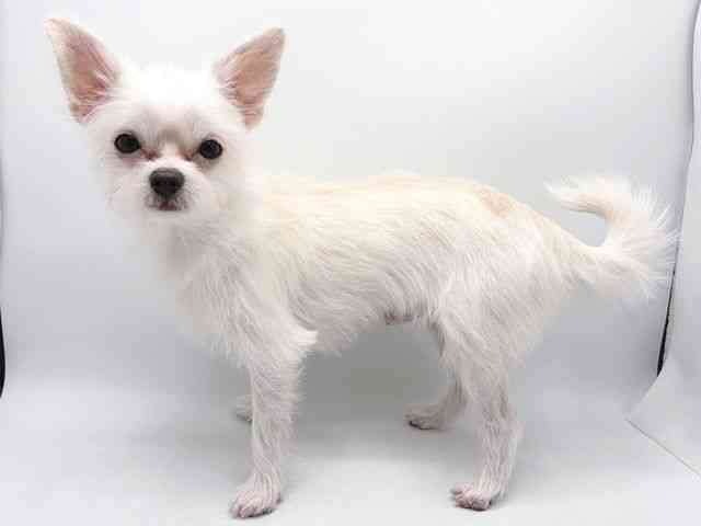 奈良県のチワマル/マルチワ(チワワ×マルチーズ) (ひごペットフレンドリー田原本店/2025年4月5日生まれ/男の子/ホワイト)の子犬の3枚目の画像