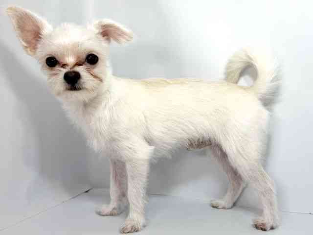 大阪府のハーフ犬・ミックス犬 (ひごペットフレンドリーイオンそよら海老江店/2025年4月5日生まれ/男の子/ホワイト)の子犬の3枚目の画像