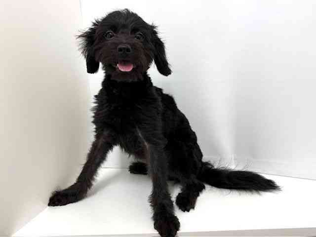 大阪府のハーフ犬・ミックス犬 (ひごペットフレンドリーベルファⅡ都島店/2025年4月11日生まれ/男の子/ブラック)の子犬の3枚目の画像