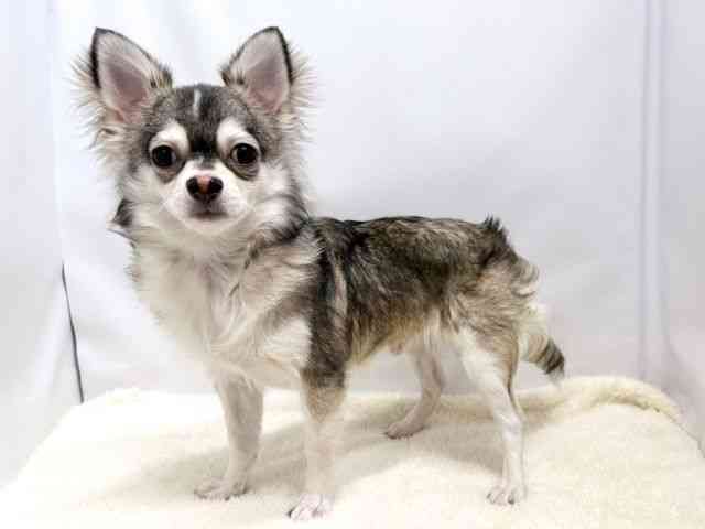 広島県のチワワ(ロング) (ひごペットフレンドリーゆめタウン廿日市店/2025年4月21日生まれ/男の子/ウルフホワイト)の子犬の3枚目の画像