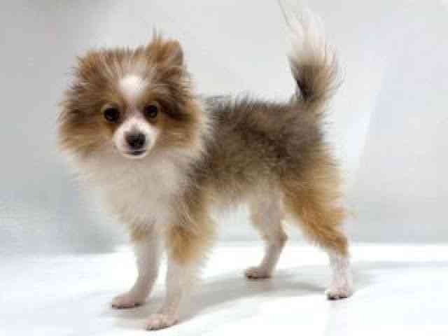 愛知県のポメラニアン (ひごペットフレンドリーヴィアモール アピタ江南西店/2025年4月25日生まれ/女の子/オレンジホワイト)の子犬の3枚目の画像