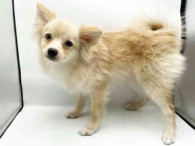 奈良県のポメラニアン (ひごペットフレンドリートナリエ大和高田店/2025年4月27日生まれ/男の子/クリーム)の子犬の3枚目の画像