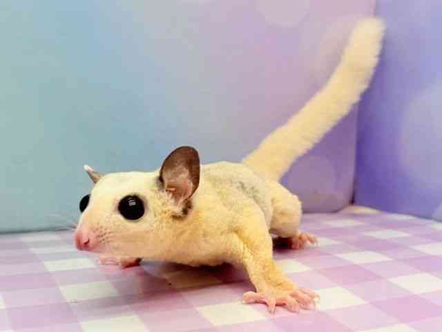 フクロモモンガ[モザイク イヤーハーフ] | ひごペットフレンドリー