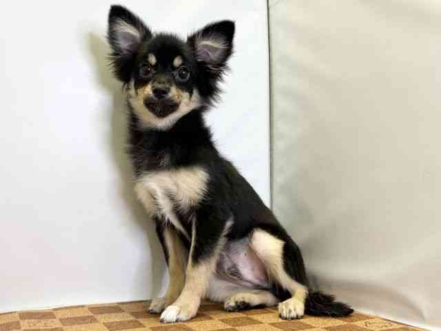 愛媛県のハーフ犬・ミックス犬 (ひごペットフレンドリーエミフルMASAKI店/2025年5月4日生まれ/男の子/ブラックタン)の子犬の3枚目の画像