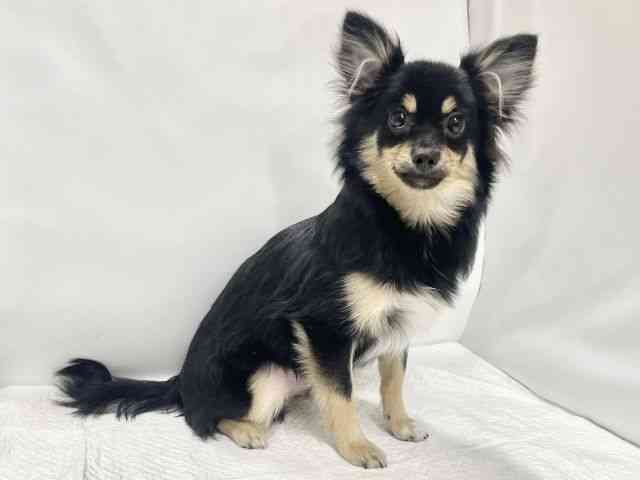 高知県のポメチワ/チワポメ/ポメチー(ポメラニアン×チワワ) (ひごペットフレンドリーイオンモール高知店/2025年5月4日生まれ/男の子/ブラックタン)の子犬の3枚目の画像