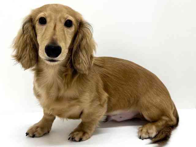 大阪府のカニンヘンダックスフンド(ロング) (ひごペットフレンドリーくずはモール店/2025年5月8日生まれ/男の子/シェーデットイエロー)の子犬の3枚目の画像