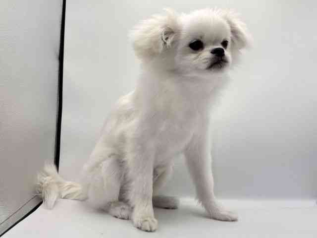 愛知県のハーフ犬・ミックス犬 (ひごペットフレンドリープライムツリー赤池店/2025年5月7日生まれ/男の子/ホワイト)の子犬の3枚目の画像