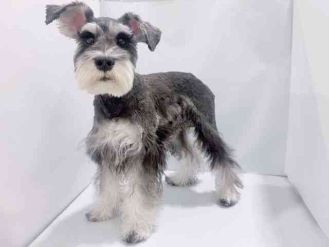 大阪府のミニチュアシュナウザー (ひごペットフレンドリーイズミヤショッピングセンター千里丘店/2025年5月11日生まれ/男の子/ソルトペッパー)の子犬の3枚目の画像