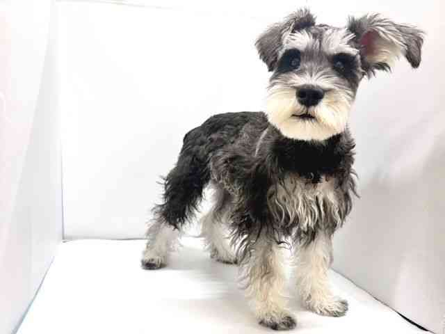 奈良県のミニチュアシュナウザー (ひごペットフレンドリー奈良パワーシティ店/2025年5月11日生まれ/男の子/ソルトペッパー)の子犬の3枚目の画像