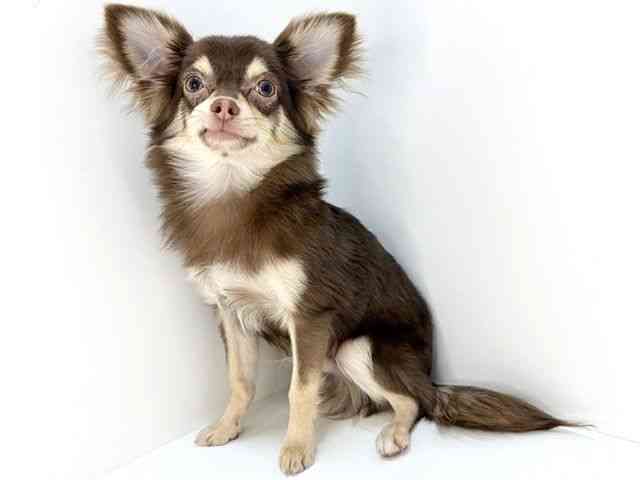 大阪府のチワワ(ロング) (ひごペットフレンドリーいこらもーる泉佐野店/2025年5月11日生まれ/男の子/チョコレートクリーム)の子犬の3枚目の画像